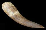 Large, Fossil Plesiosaur (Zarafasaura) Tooth - Morocco #81825-1
